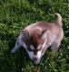 Siberian Husky Puppies for sale in Broaddus, TX 75929, USA. price: NA