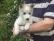 Siberian Husky Puppies for sale in Marietta, GA, USA. price: NA