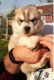 Siberian Husky Puppies for sale in San Juan, TX, USA. price: NA