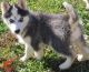 Siberian Husky Puppies for sale in TX-121, Blue Ridge, TX 75424, USA. price: NA