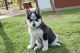 Siberian Husky Puppies for sale in San Jose, Jacksonville, FL 32217, USA. price: NA