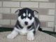 Siberian Husky Puppies for sale in San Jose, Jacksonville, FL 32217, USA. price: NA