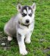 Siberian Husky Puppies for sale in Maryland Ave, Rockville, MD 20850, USA. price: $500