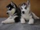 Siberian Husky Puppies for sale in St. Louis, MO, USA. price: $462