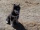 Siberian Husky Puppies for sale in Spartanburg School District 03, SC, USA. price: NA