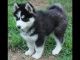 Siberian Husky Puppies for sale in Dawn, TX 79015, USA. price: $457