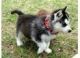 Siberian Husky Puppies for sale in Gillespie County, TX, USA. price: NA