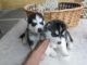 Siberian Husky Puppies for sale in Gray County, TX, USA. price: $207