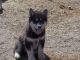 Siberian Husky Puppies for sale in North Myrtle Beach, SC, USA. price: NA