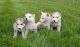 Siberian Husky Puppies for sale in Congress Ave, Houston, TX, USA. price: NA