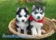 Siberian Husky Puppies for sale in Halifax, PA, USA. price: NA