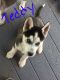 Siberian Husky Puppies for sale in Middleburg, PA 17842, USA. price: $650