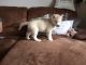 Siberian Husky Puppies for sale in Pennsylvania Turnpike, Pennsylvania, USA. price: NA