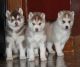 Siberian Husky Puppies for sale in Nevada St, Newark, NJ 07102, USA. price: NA