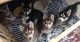 Siberian Husky Puppies for sale in Hartford, CT, USA. price: NA