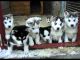 Siberian Husky Puppies for sale in Virginia Ave, Alexandria, VA 22302, USA. price: $300