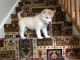 Siberian Husky Puppies for sale in Tempe, AZ, USA. price: $500