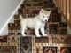 Siberian Husky Puppies for sale in Marietta, GA, USA. price: $500