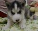 Siberian Husky Puppies for sale in Yabassi, Cameroon. price: NA