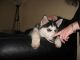 Siberian Husky Puppies for sale in Illinois Ave, Long Beach, NY 11561, USA. price: $400