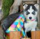 Siberian Husky Puppies for sale in Dothan, AL 36301, USA. price: NA
