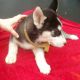 Siberian Husky Puppies for sale in Dothan, AL 36301, USA. price: $500