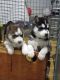 Siberian Husky Puppies for sale in Chico, CA, USA. price: NA