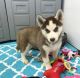 Siberian Husky Puppies for sale in Maiden Rock, WI 54750, USA. price: NA