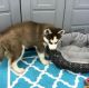 Siberian Husky Puppies for sale in Cleveland, TN, USA. price: NA