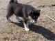 Siberian Husky Puppies for sale in Montgomery, AL, USA. price: NA