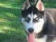 Siberian Husky Puppies for sale in Elkland, MO 65644, USA. price: $350