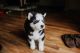 Siberian Husky Puppies for sale in Austell, GA, USA. price: NA