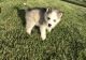 Siberian Husky Puppies for sale in Michigan Ave, Paterson, NJ 07503, USA. price: NA