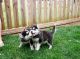 Siberian Husky Puppies for sale in Basking Ridge, NJ 07920, USA. price: NA