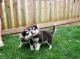 Siberian Husky Puppies for sale in Alabama St, San Gabriel, CA 91775, USA. price: NA