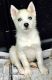 Siberian Husky Puppies for sale in NC-54, Burlington, NC 27215, USA. price: NA