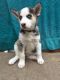 Siberian Husky Puppies for sale in Bloomfield, NJ, USA. price: NA