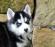 Siberian Husky Puppies for sale in El Segundo, CA 90245, USA. price: NA