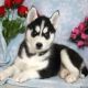 Siberian Husky Puppies for sale in Clarks Summit, PA 18411, USA. price: NA