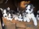 Siberian Husky Puppies for sale in Marysville, WA, USA. price: NA