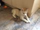 Siberian Husky Puppies for sale in FL-436, Casselberry, FL, USA. price: NA