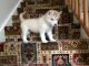 Siberian Husky Puppies for sale in New York Central Ave, Embrun, ON K0A 1W1, Canada. price: NA