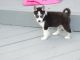 Siberian Husky Puppies for sale in Arizona Mills, Tempe, AZ 85282, USA. price: $300