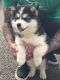 Siberian Husky Puppies for sale in Michigan Ave, Inkster, MI 48141, USA. price: NA