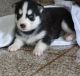 Siberian Husky Puppies for sale in Abilene, Houston, TX 77020, USA. price: NA
