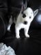 Siberian Husky Puppies for sale in Cincinnati, OH, USA. price: $600