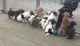 Siberian Husky Puppies for sale in Altamonte Springs, FL 32701, USA. price: NA