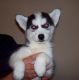 Siberian Husky Puppies for sale in Columbia, SC, USA. price: NA