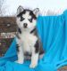 Siberian Husky Puppies for sale in Escondido, CA, USA. price: $500
