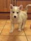 Siberian Husky Puppies for sale in Denver Tech Center, Greenwood Village, CO, USA. price: NA